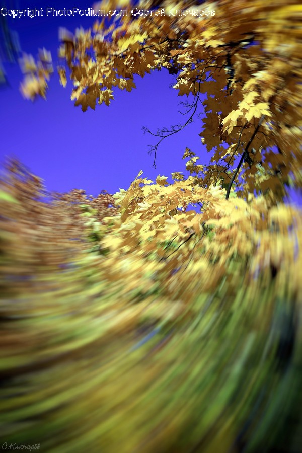 Flora, Grass, Plant, Bush, Vegetation
