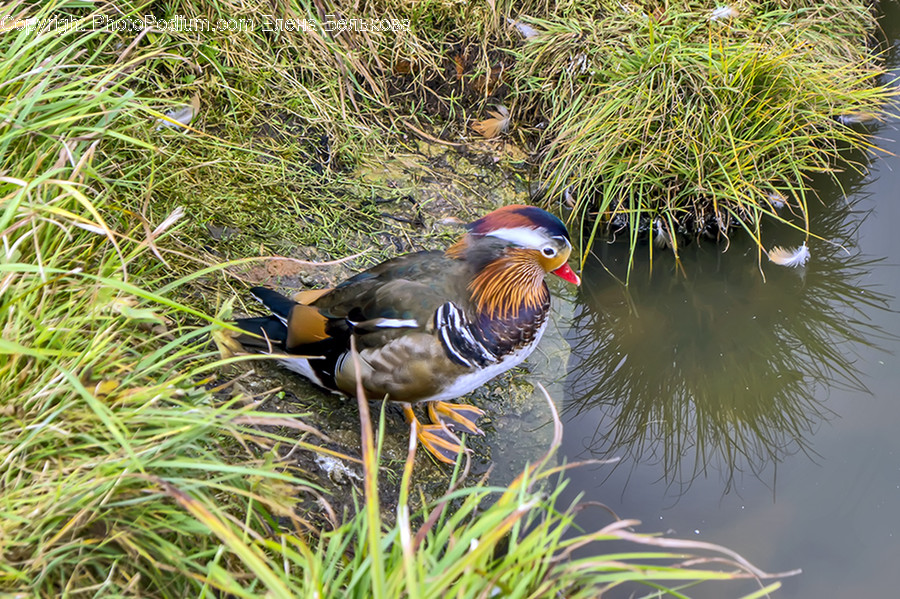 Animal, Bird, Duck, Waterfowl, Land