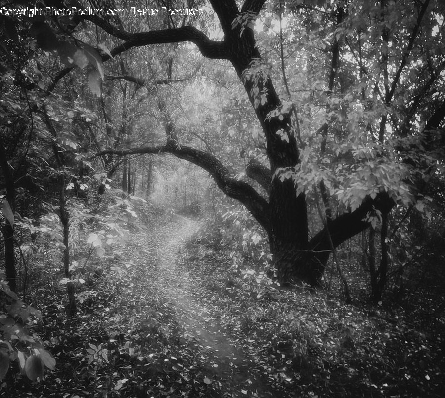 Flora, Oak, Plant, Tree, Forest