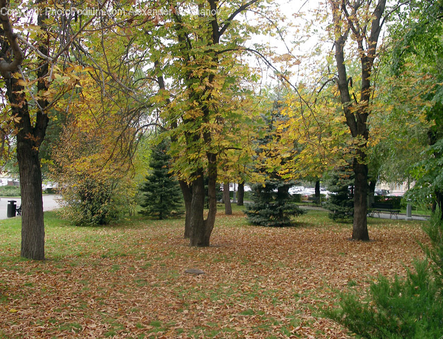 Conifer, Flora, Plant, Tree, Forest