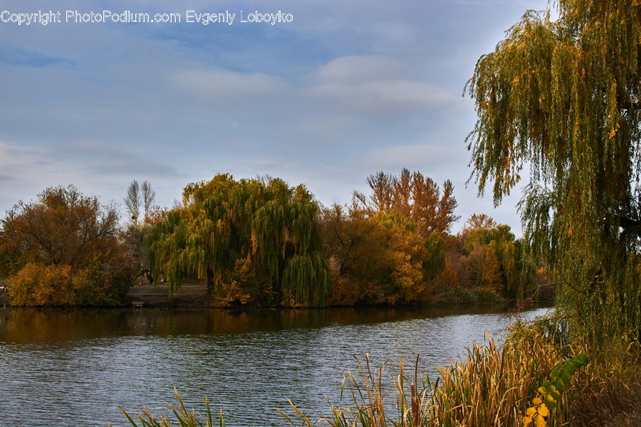Outdoors, Pond, Water, Flora, Grass