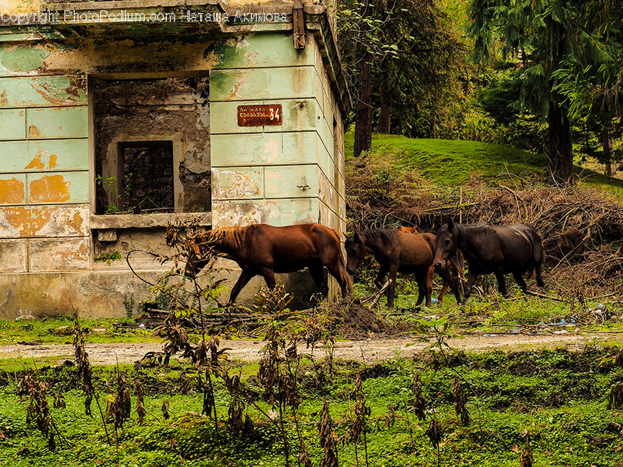 Animal, Mammal, Warthog, Wildlife, Buffalo