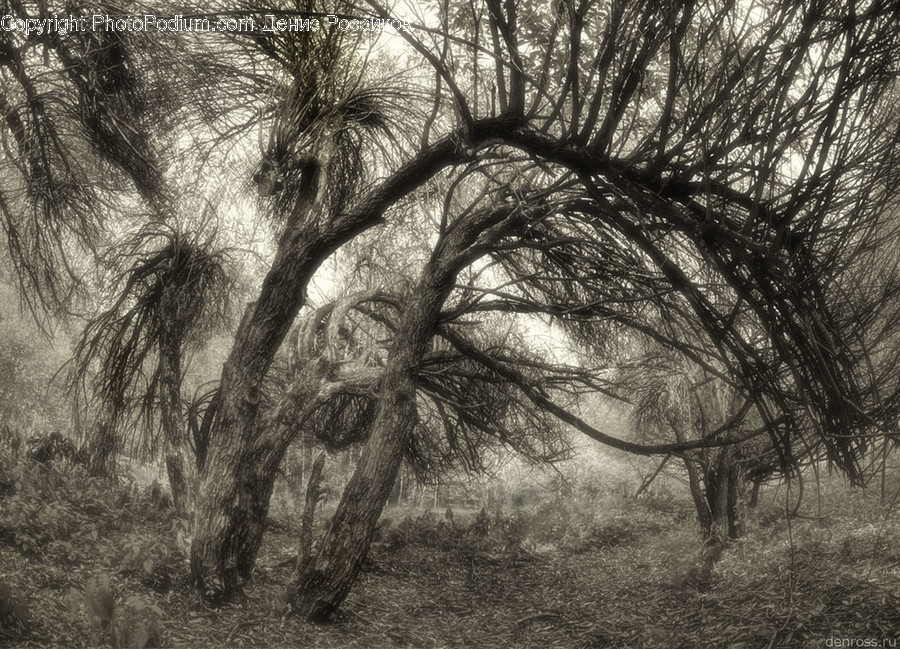 Flora, Plant, Tree, Oak, Forest