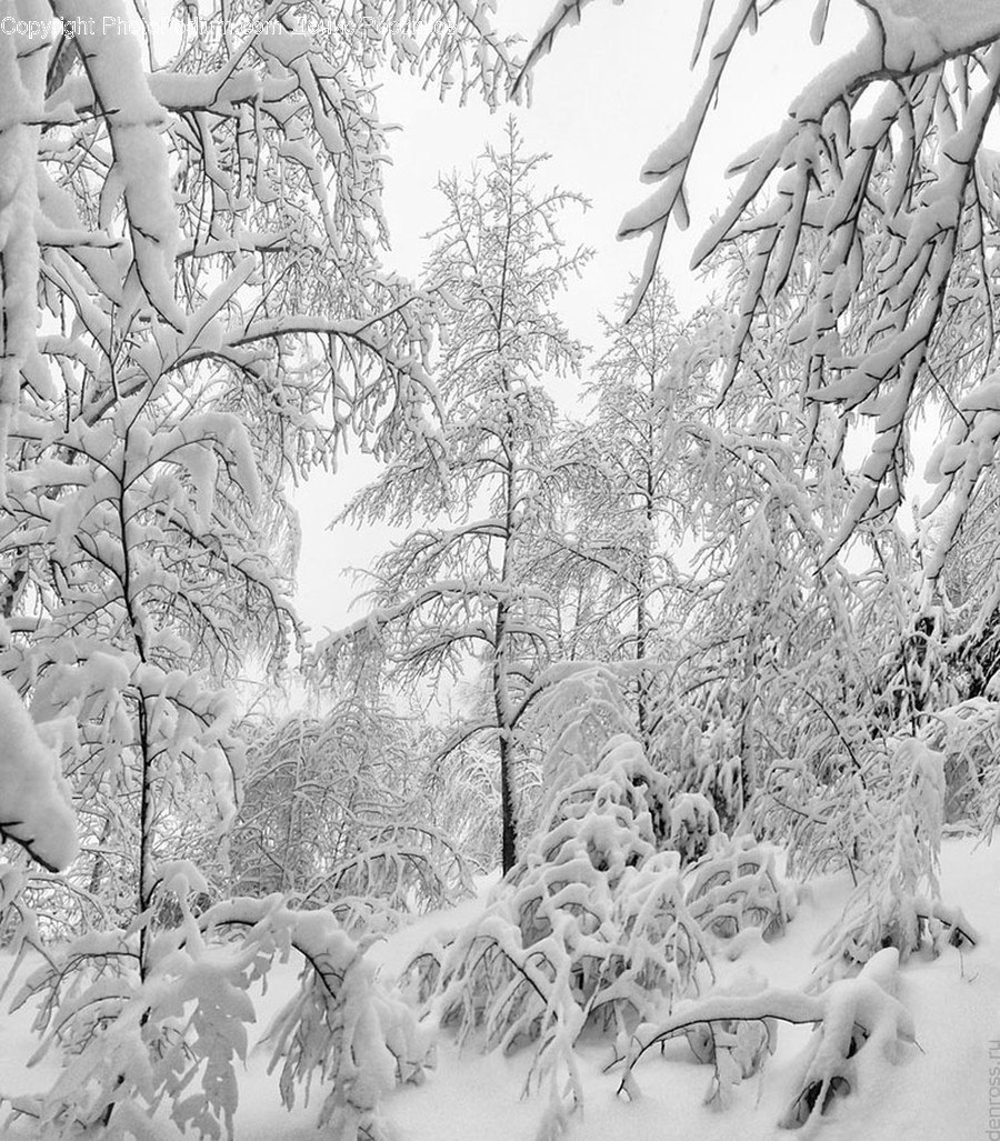 Outdoors, Snow, Flora, Plant, Tree