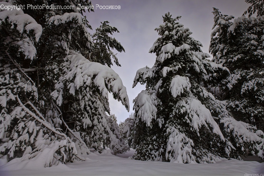 Outdoors, Snow, Conifer, Flora, Plant