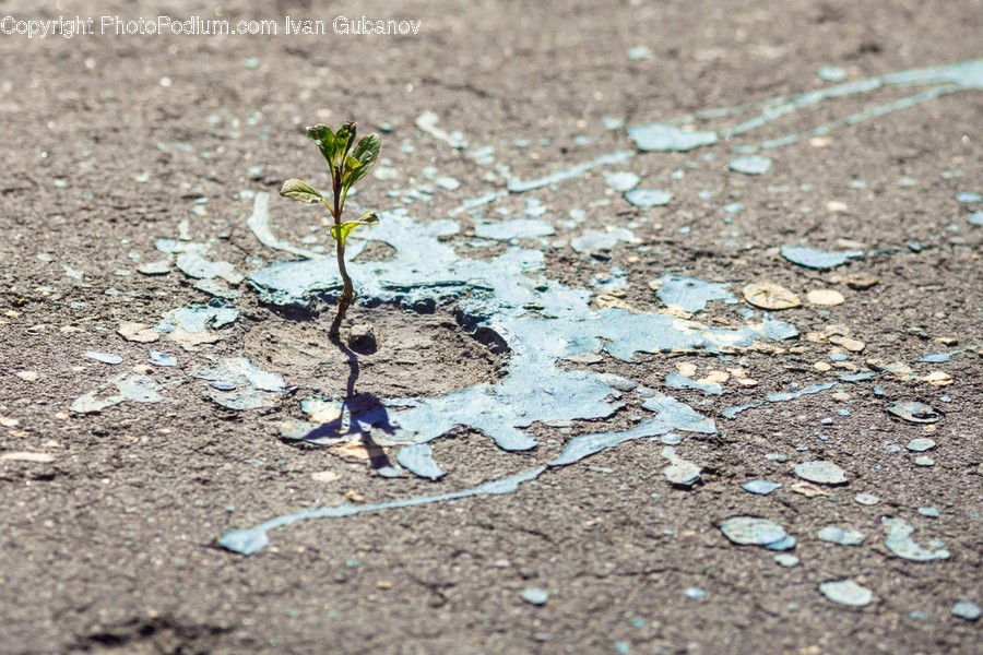Flora, Plant, Sprout, Soil, Ground