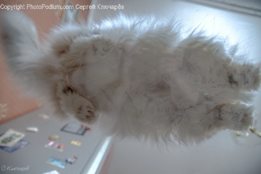 Animal, Cat, Mammal, Manx, Pet
