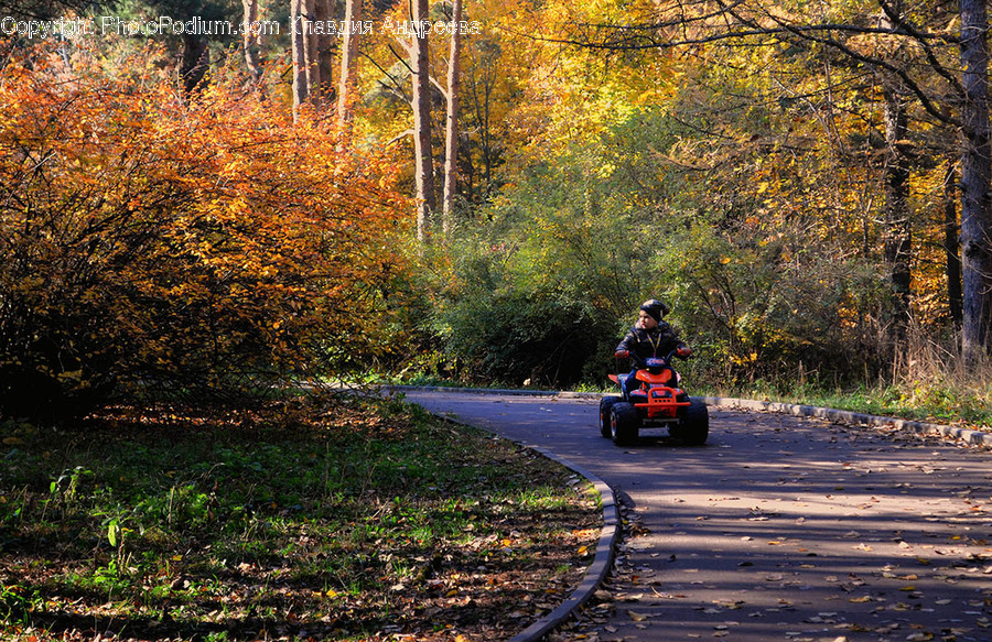 Dirt Road, Gravel, Road, Flora, Forest