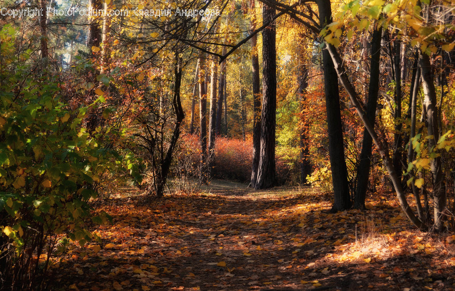Flora, Forest, Land, Nature, Outdoors