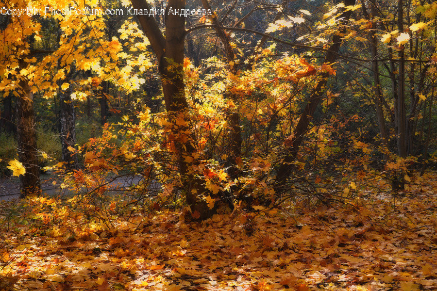 Flora, Maple, Plant, Tree, Forest