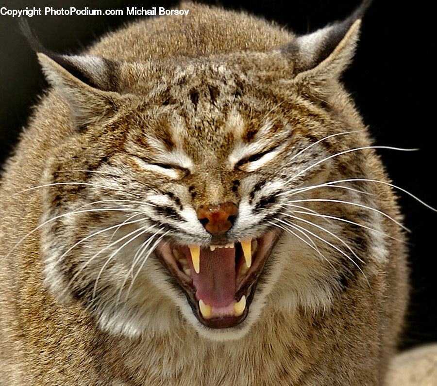 Animal, Leopard, Lynx, Wildlife, Cat, Mammal, Pet