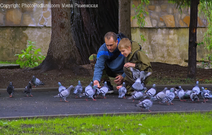 Animal, Bird, Pigeon, Human, People