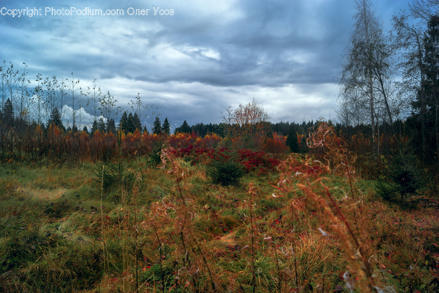 Conifer, Flora, Plant, Tree, Outdoors