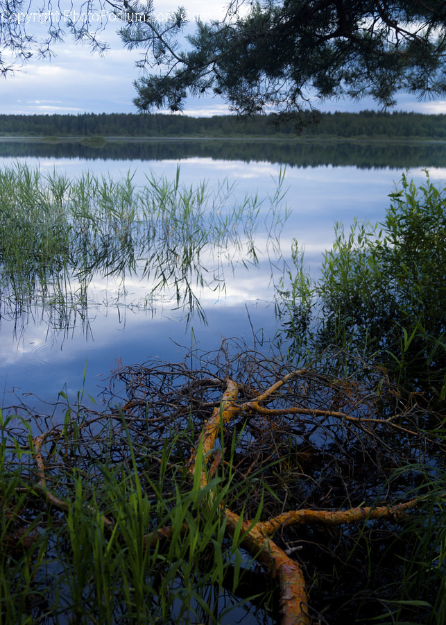 Birch, Flora, Plant, Tree, Land