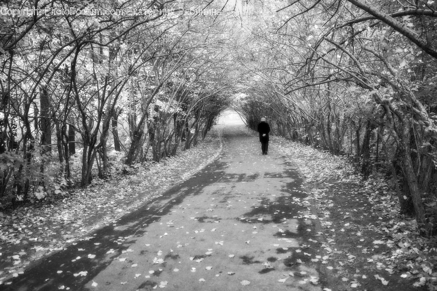 Path, Trail, Flora, Forest, Land