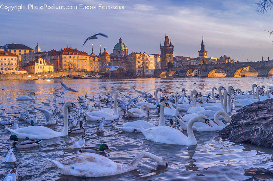 Architecture, Building, Castle, Parliament, Cathedral