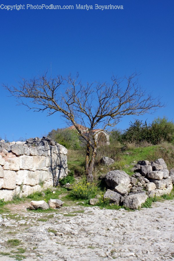 Rock, Ruins, Rubble, Flora, Plant