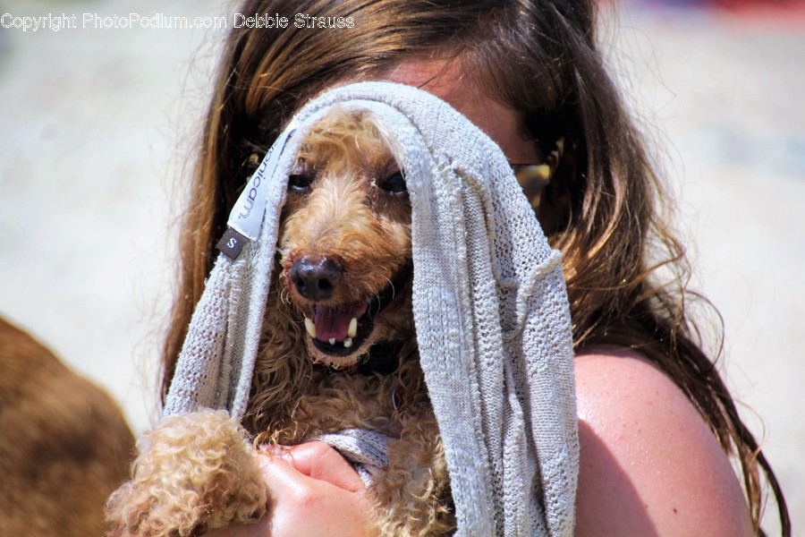 Animal, Canine, Dog, Hound, Mammal