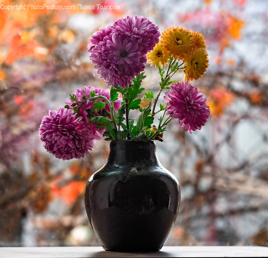 Flora, Jar, Plant, Potted Plant, Pottery