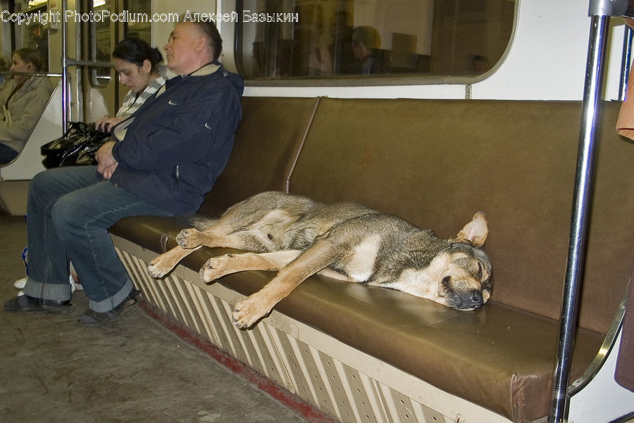 Human, People, Person, Animal, Canine