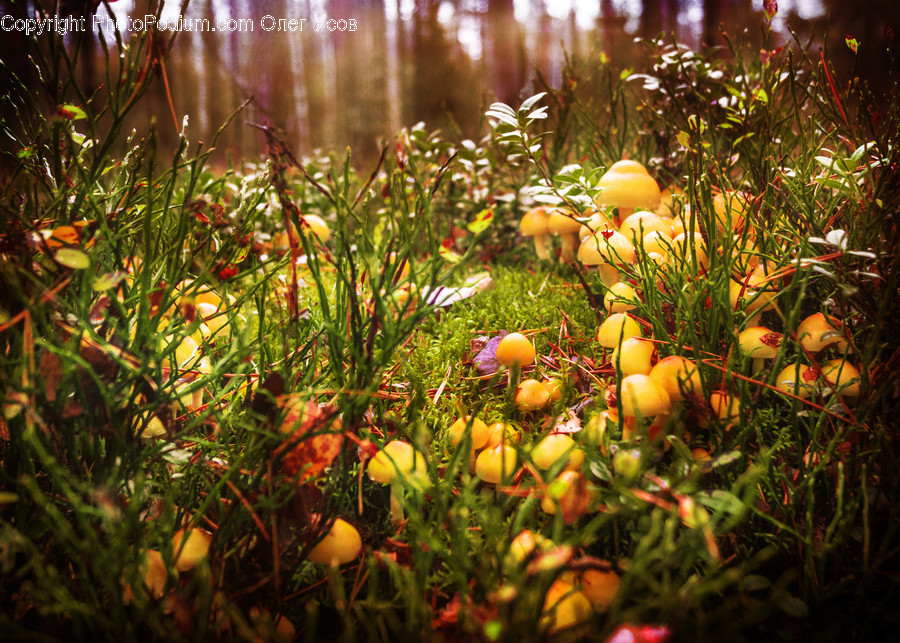 Flora, Plant, Moss, Sunlight, Citrus Fruit