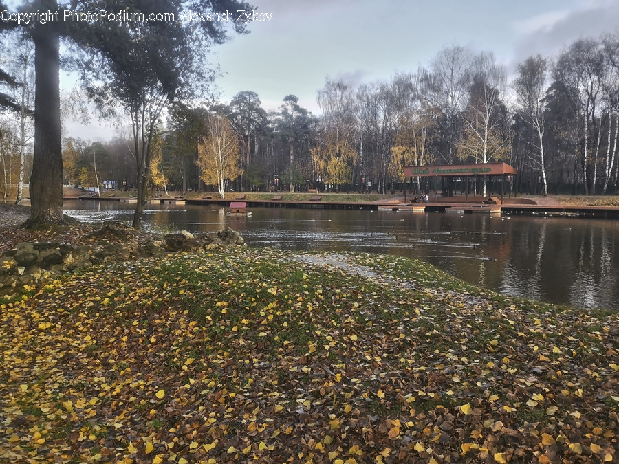 Outdoors, Pond, Water, Flora, Forest
