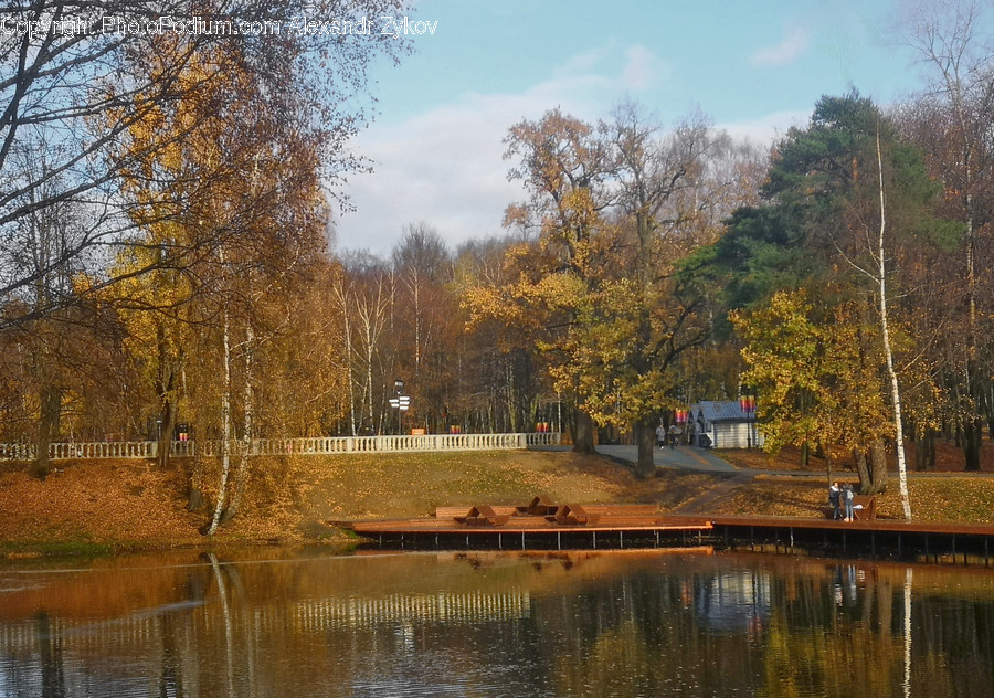 Outdoors, Pond, Water, Canal, Birch