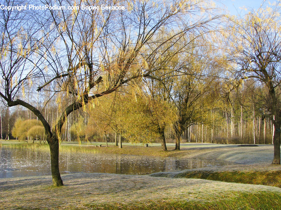 Field, Grass, Grassland, Plant, Tree, Birch, Wood