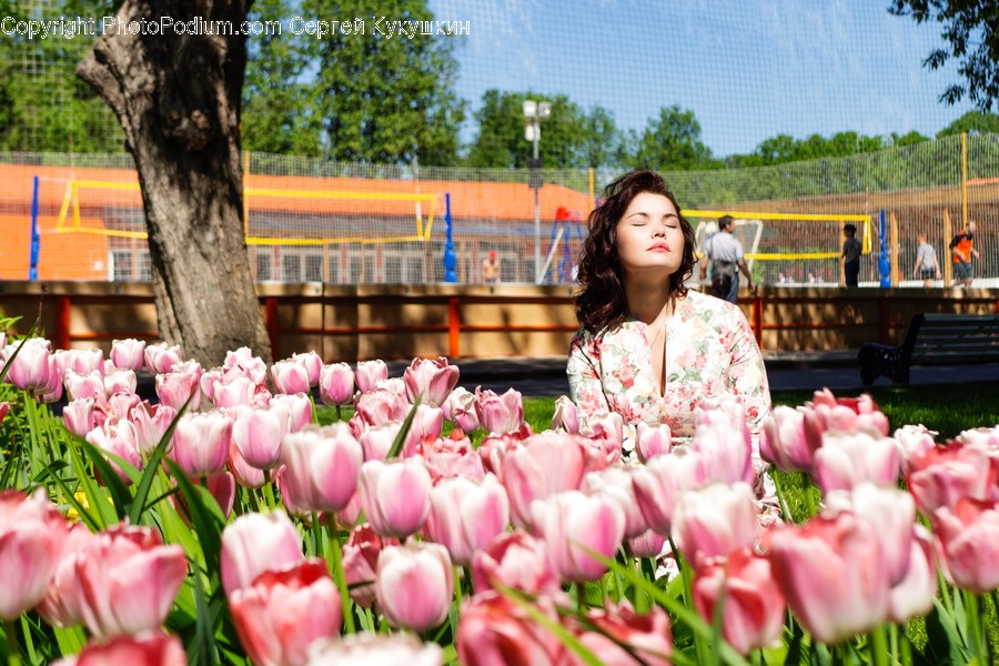 Blossom, Flora, Flower, Plant, Tulip