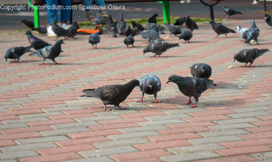 Animal, Bird, Pigeon, Dove