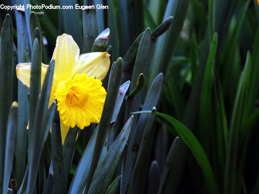 Blossom, Daffodil, Flora, Flower, Plant, Daisies, Daisy
