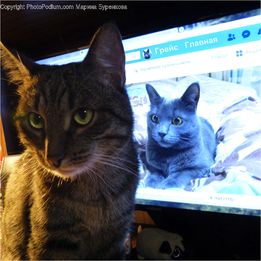 Abyssinian, Animal, Cat, Mammal, Pet