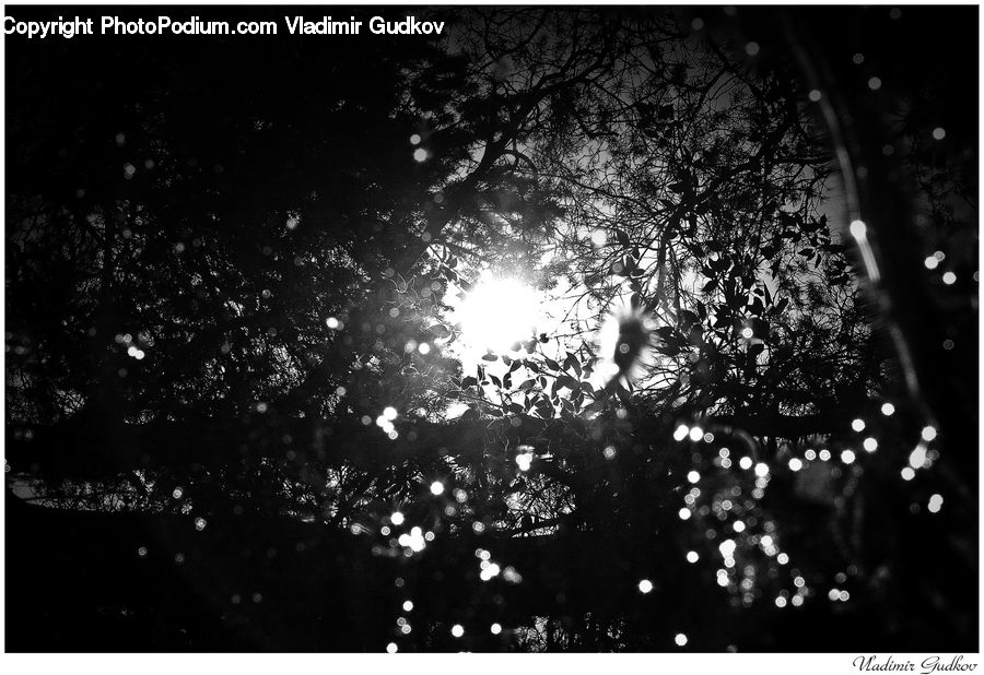 Silhouette, Forest, Vegetation, Nebula, Outer Space, Space, Universe