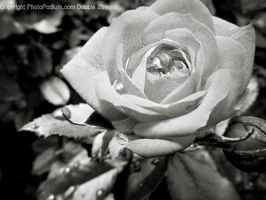 Blossom, Flora, Flower, Plant, Rose