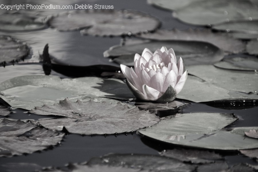 Blossom, Flora, Flower, Lily, Plant