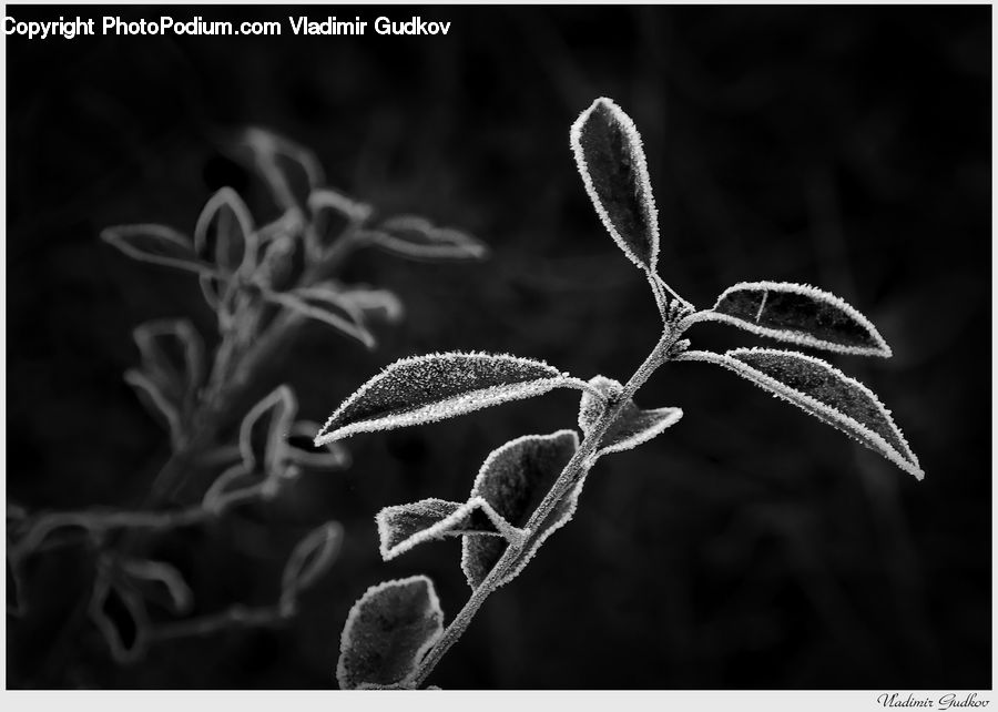 Frost, Ice, Outdoors, Snow, Plant, Blossom, Flora