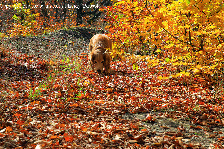 Animal, Canine, Cocker Spaniel, Dog, Mammal