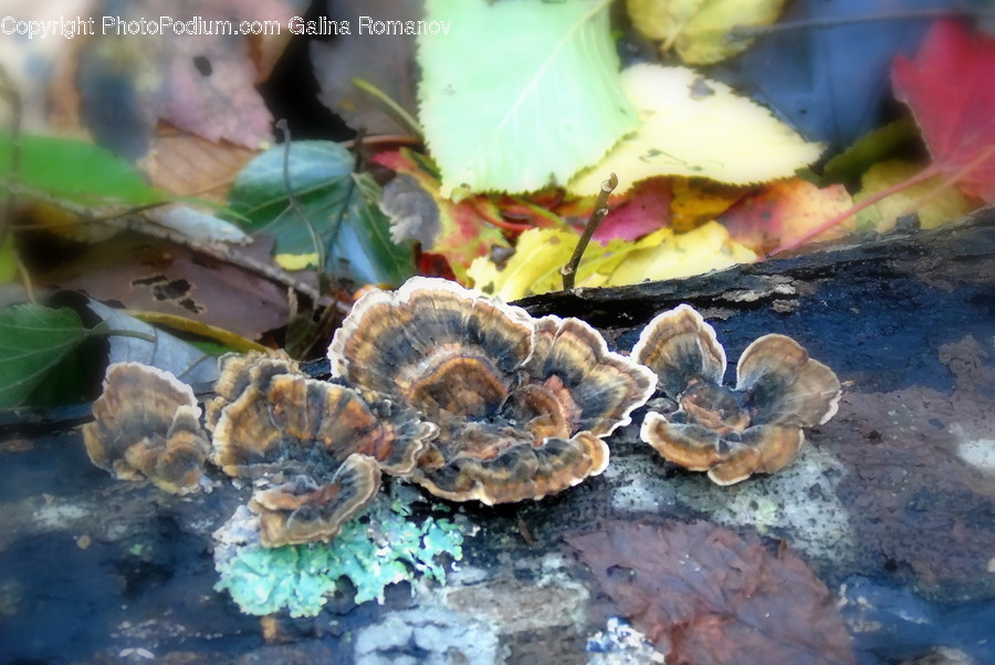 Fungus, Agaric, Flora, Mushroom, Plant