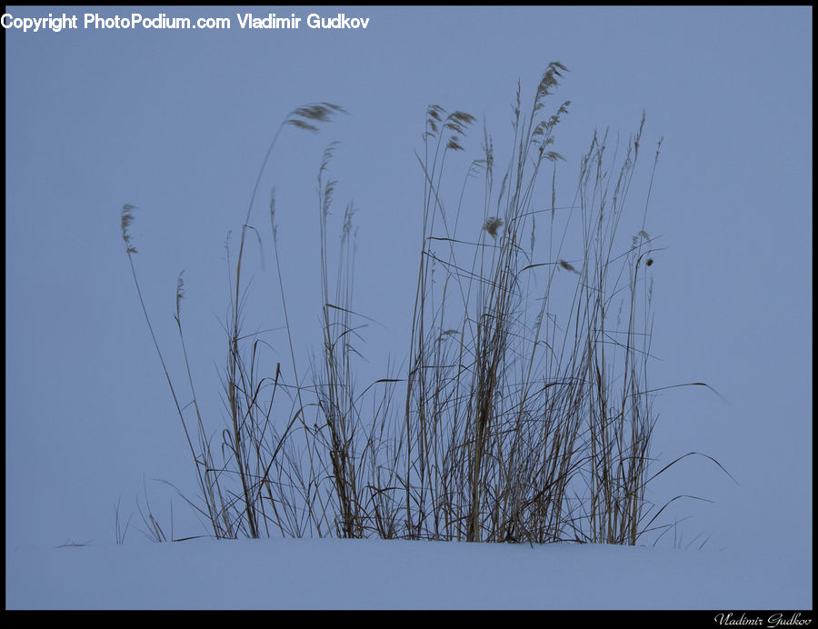 Field, Grass, Grassland, Plant