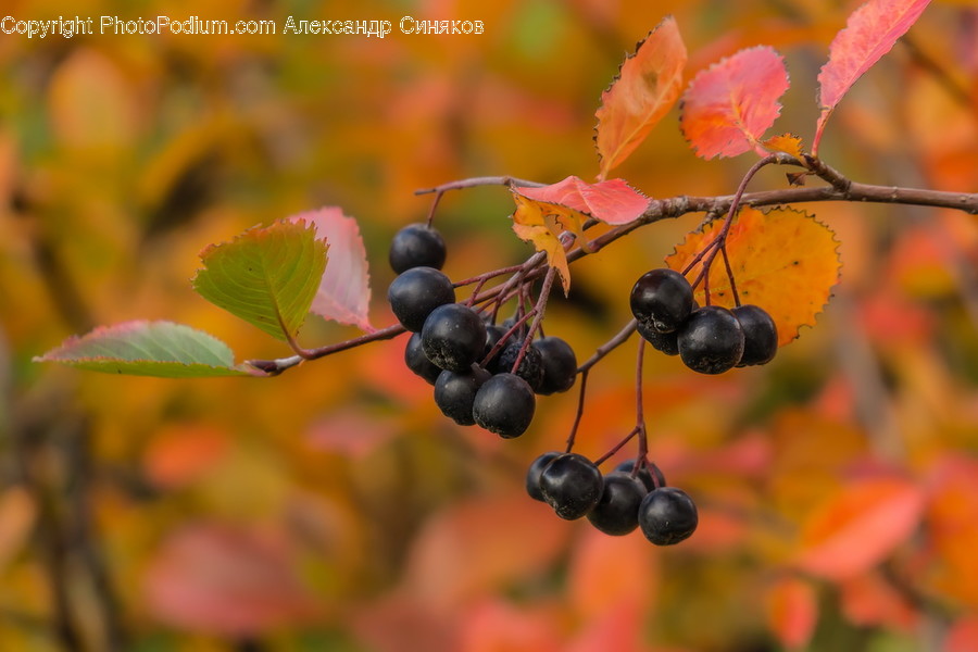 Blueberry, Flora, Food, Fruit, Plant