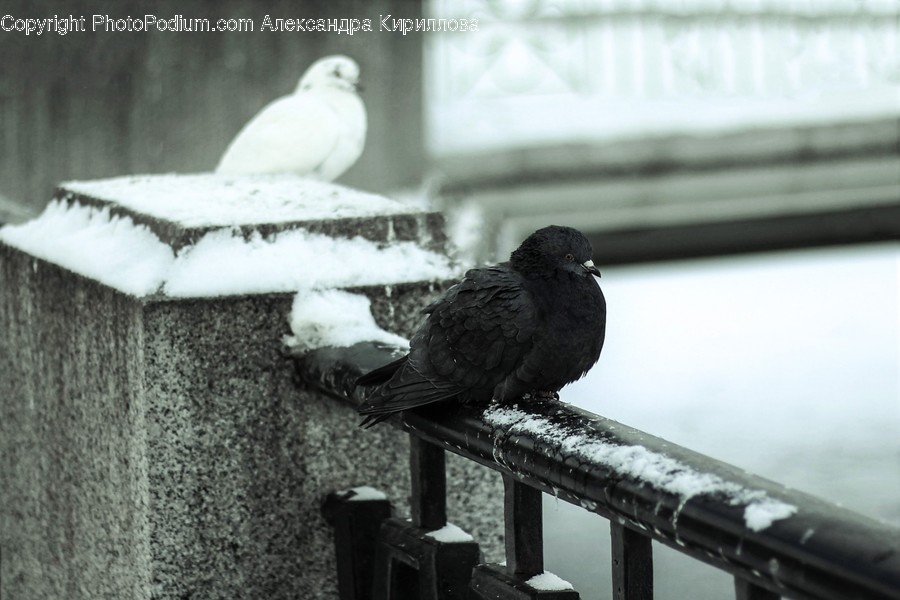 Animal, Bird, Grouse, Ptarmigan, Pigeon