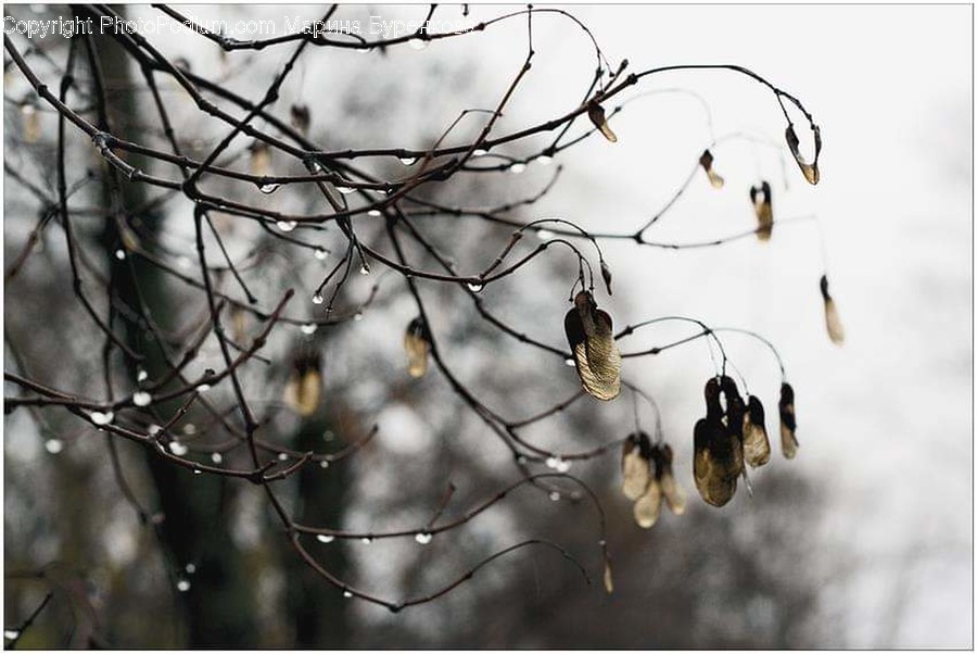 Blossom, Flora, Flower, Plant, Birch