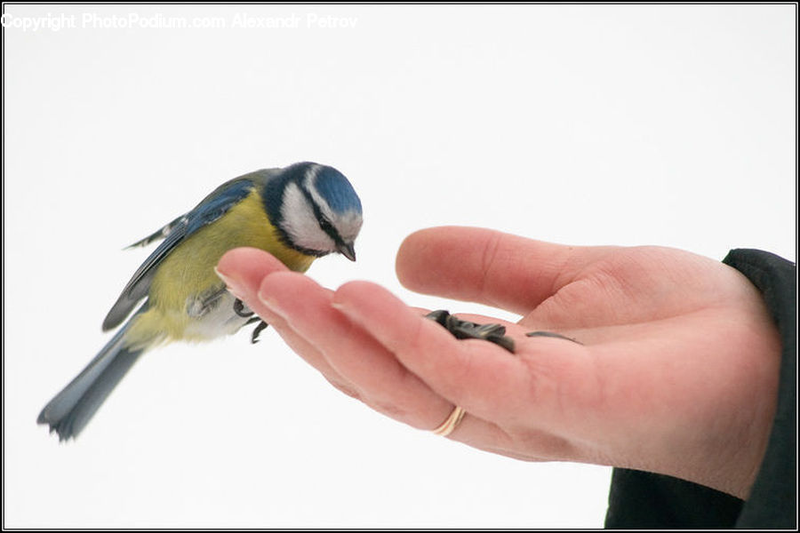People, Person, Human, Ankle, Bee Eater, Bird, Beak