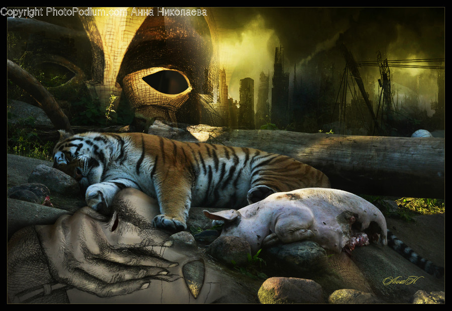 Asleep, Outdoors, Animal, Mammal, Tiger