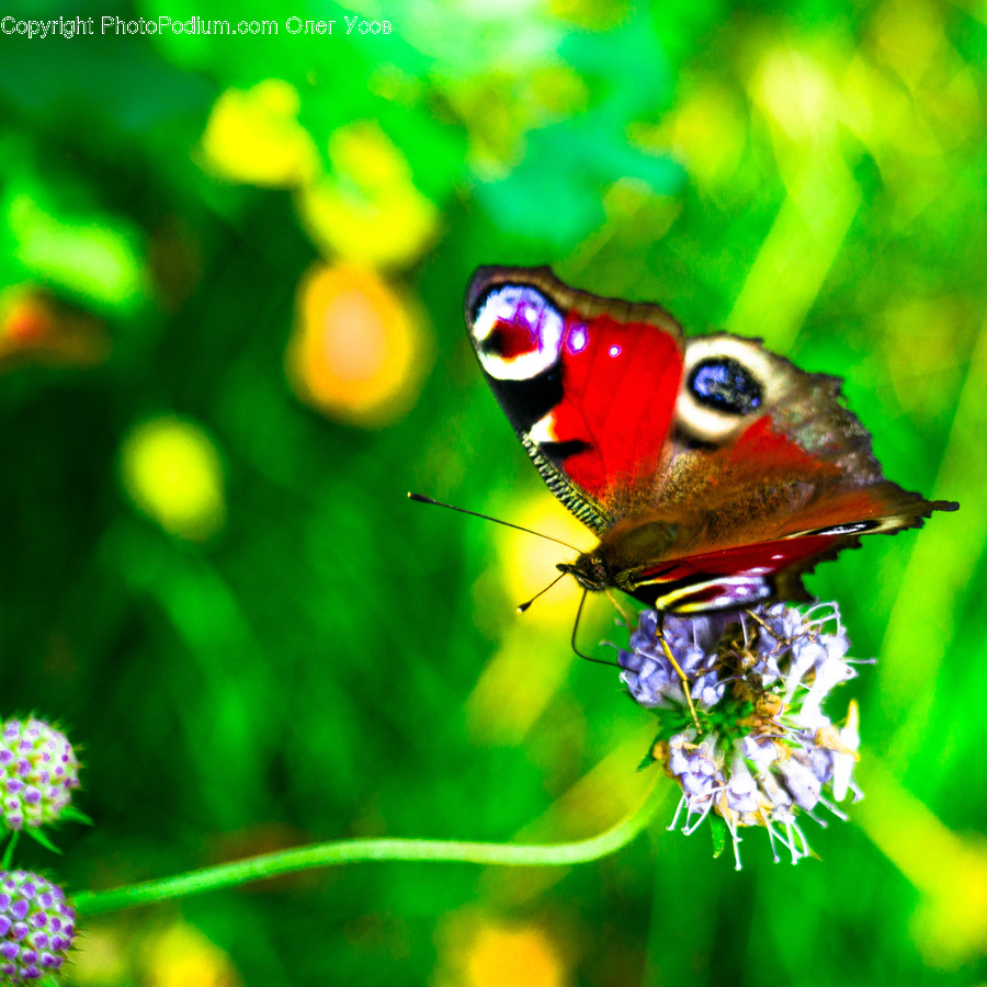 Animal, Butterfly, Insect, Invertebrate, Bee