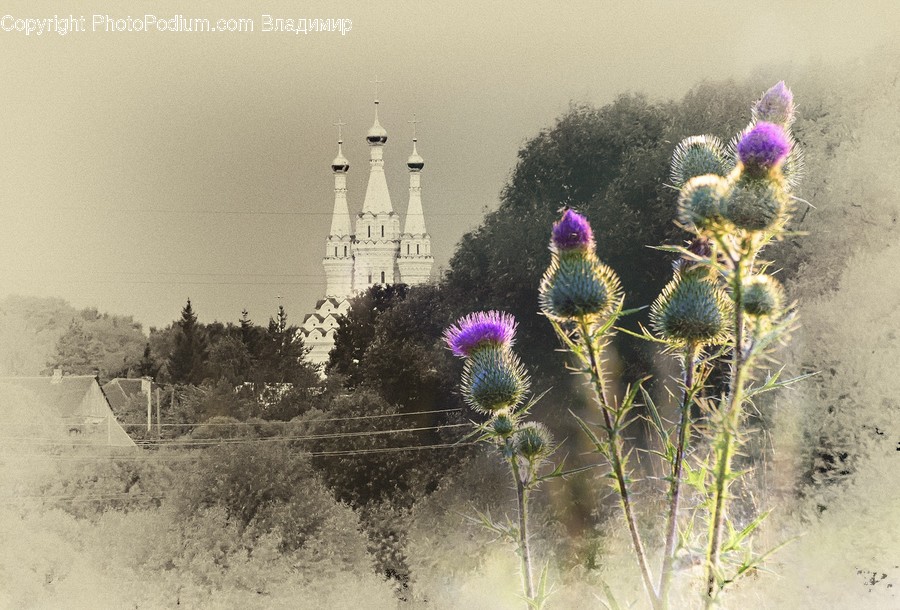 Flora, Lavender, Plant, Blossom, Flower