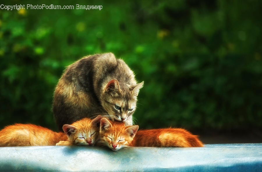 Abyssinian, Animal, Cat, Mammal, Pet