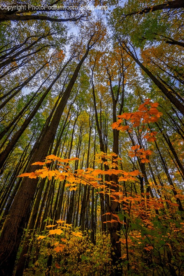 Flora, Forest, Land, Nature, Outdoors