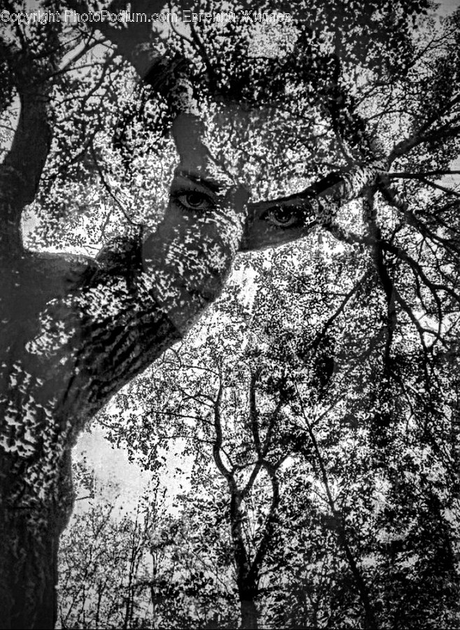 Flora, Oak, Plant, Tree, Forest