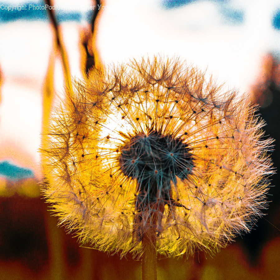 Plant, Blossom, Flower, Dandelion, Pollen